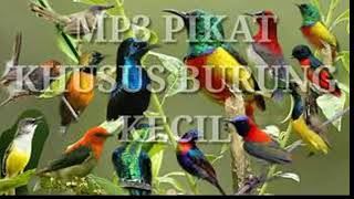 SUARA PIKAT BURUNG RIBUT PALING AMPUH
