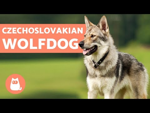 Wideo: Duński szwedzki Farmdog