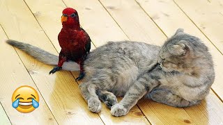 Try Not To Laugh Dogs And Cats 😁 - Best Funniest Animals Video 2024 - Part 44