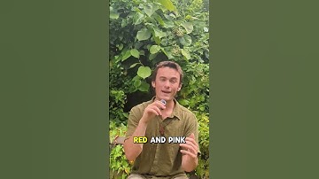 Language shapes reality