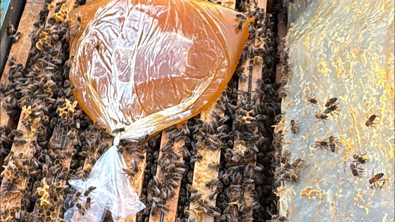 Metoda de salvare și dezvoltare a stupiilor slabi!!