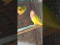 #lovebirdsfarming #birds #shortvideo #lovebirdshyderabad #parrot #lovebirds #shots #shorts