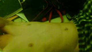 Capture 20090804