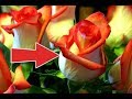 100% рабочий способ укоренить розу из букета! Как укоренить розу из букета весной?