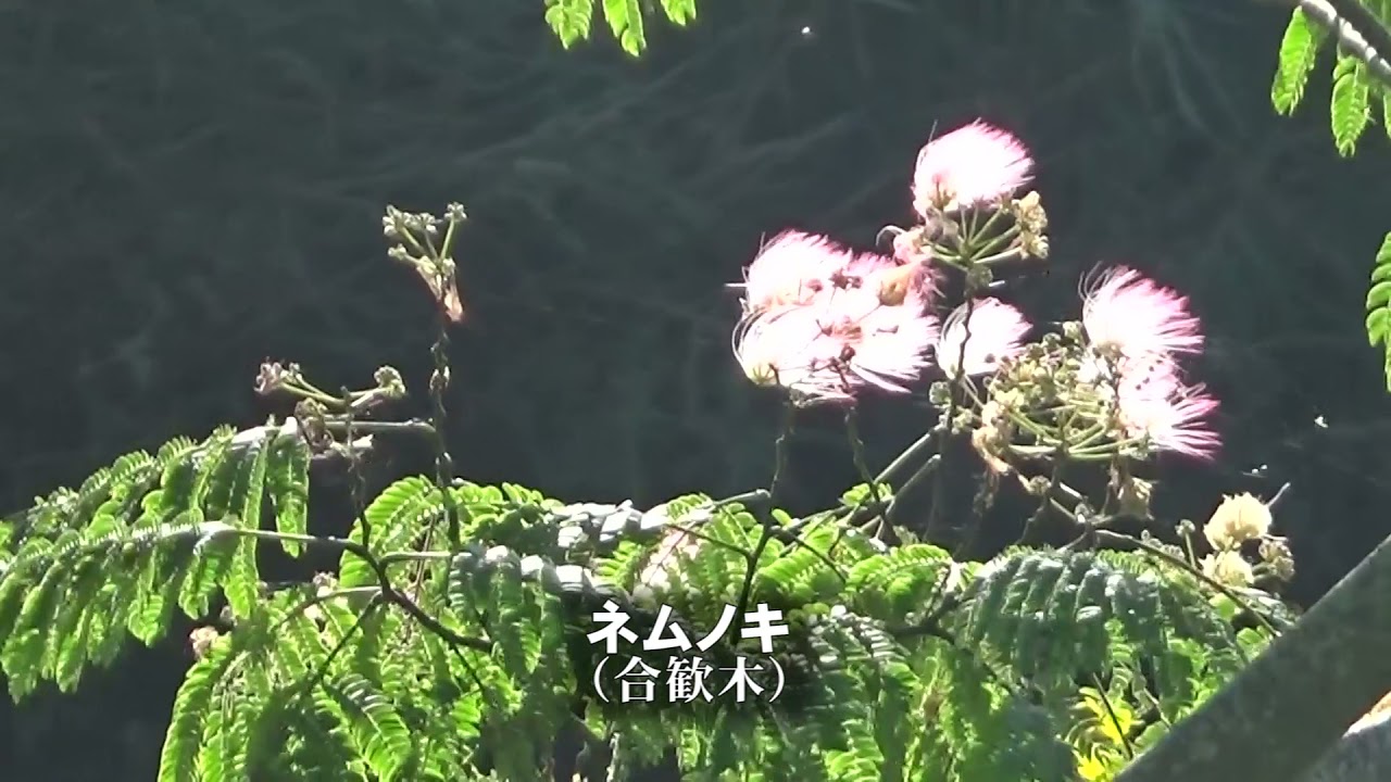 30秒の心象風景19603・河川敷に～ネムノキ～