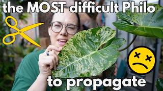 Tricky Philodendron ilsemanii propagation | Plant with Roos