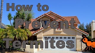 How Can I Prevent a Termite Infestation?