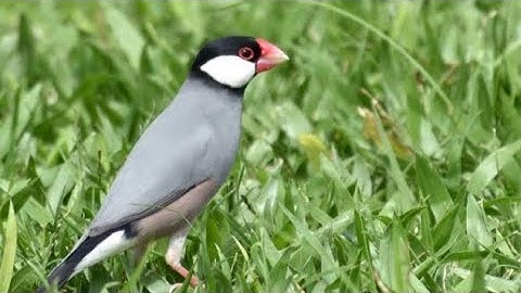 Java Sparrow Summer Food l Gray Java l Silver Java l Fawn Java l Albino Java l White birds king kpk,