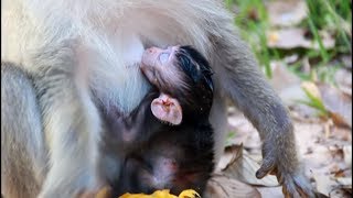 So Pity Newborn Baby Monkey Get Hurt From Bad Mom, Nature Daily