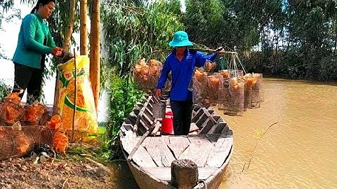 Đặt Lợp Ếch Chạy Đồng Quá Trúng Ở Mương Nước Sắc//Út Miền Tây