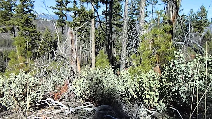 BIGFOOT WHISTLES FROM BOB BUSBY