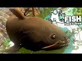 Feed and Grow Fish Gameplay German - Level 1000 Catfish End Game
