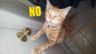 Cat Respectfully Declines Shower!