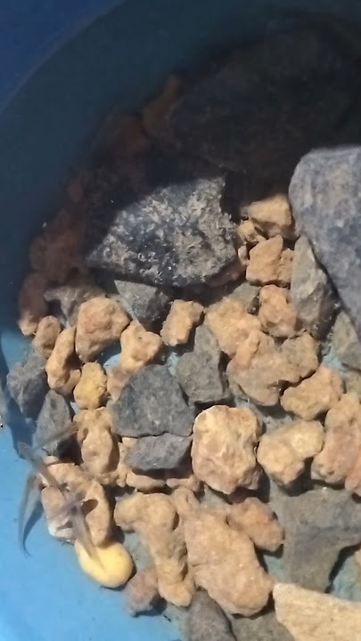 Fish in aquarium #fish #aquarium #fishing #aquariumfish #fishcatching #love #like #shorts