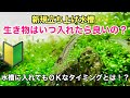 √完了しました！ ヤマトヌマエビ 水草 相性 185863-ヤマトヌマエビ 水草 相性