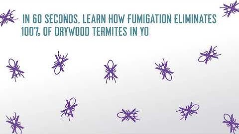 Termite Fumigation in 60 Seconds