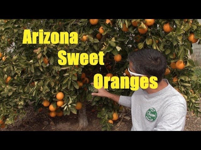Sweet Orange | Geometry