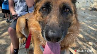 The Diary of German Shepherds 12 by Meike and Eiko 43,096 views 3 years ago 10 minutes, 17 seconds