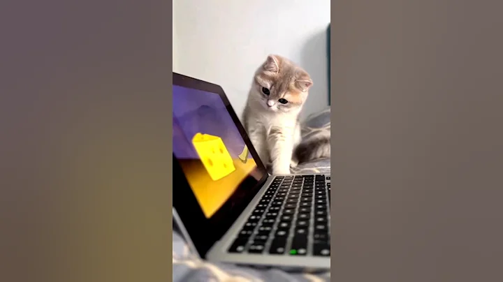 Video 11369091: cats cutecat catlover animals, cats catlover funny animals, dancing cats catlovers