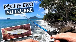 Je ne pensais pas pêcher ça ici... | PECHE EXO au LEURRE du bord en MARTINIQUE | Snook fishing
