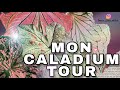 CALADIUM TOUR - 24 variétés !