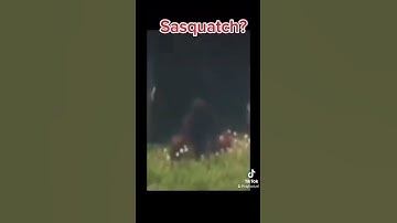 Sasquatch #mystery #creature #creepypasta #alien #sasquatch_01 #forestmonster #usa #bigfoot #fypシ