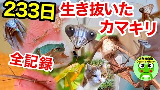 カマキリ日記#138 カマの助と過ごした233日間の全記録（足を怪我した赤ちゃんカマキリが大きくなり、卵を5回も産み、最後まで生き抜いた感動のストーリー）【おたま日記】