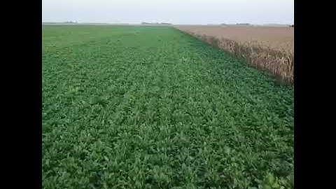 Fly my mavic over my sugar beet field