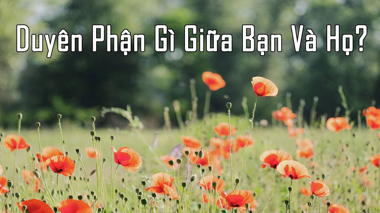 Duyên Phận Gì Giữa Bạn Và Họ?