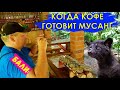 Пробуем кофе LUWAK на Бали. (Самый дорогой кофе в мире)