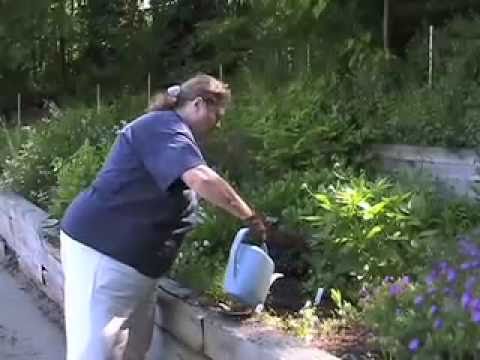 Video: Hướng dẫn trồng cây Astilbe từ rễ trần: Trồng cây Astilbe từ rễ trần