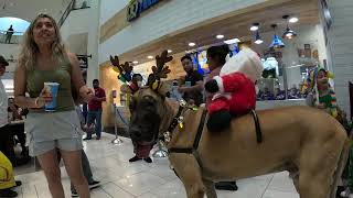 Cash 2.0 Great Dane deer 2022 at the mall 1