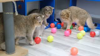 2 Kittens And 3 Cats Playing 500 Balls So Funny