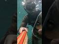 pesca sub | 🐟🐟SPIGOLE NELLE LAGUNE ATLANTICHE - 💥MATADOR 100 - 🇨🇵Clement Martineau