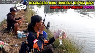 SEKALI LEMPAR LANGSUNG STRIKE! Perdana Mancing Ikan Bandeng di tambak Pondok 2 Bekasi