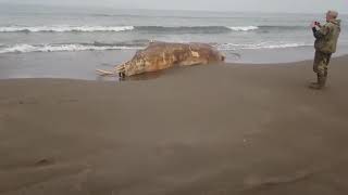 Морское чудовище  Сахалина