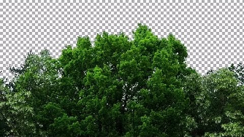 Trees On Alpha Channel Stock Video