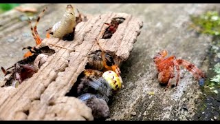 A Wasp That Feeds Its Young on Living Flesh