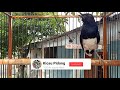 Kacer Gacor Suara Alami Pancingan Kacer Malas Langsung Gacor Kicau Pidong Mp3 - Mp4 Download