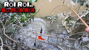 Tập 174 - Câu Cá Rô Đồng Mùa Nước Nổi Giật Toàn Cá Cỡ Này Mới Đã