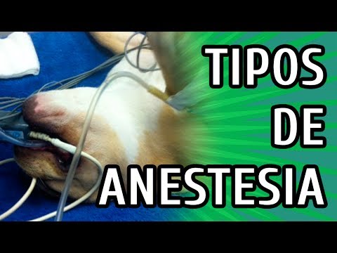 Vídeo: Procedimentos Modernos De Anestesia Para Animais De Estimação