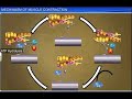 Muscle Contraction Mechanics and Energy Transformation