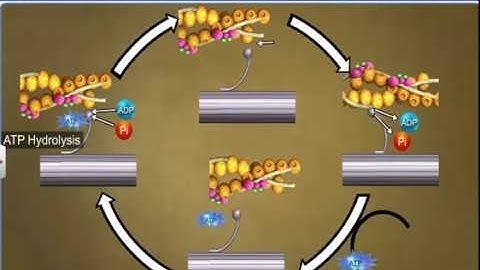 CBSE Class 11 Biology || Mechanism of Muscle Contraction