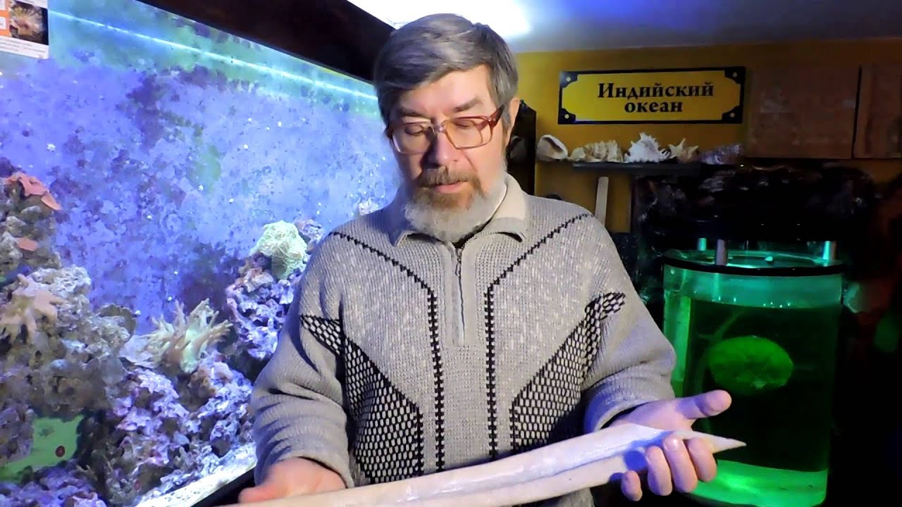 стеллерова корова