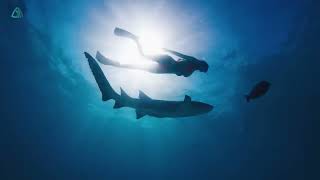 Ibiza Summer Mix 2024 🍓 Best Of Tropical Deep House Music Chill Out Mix 2024 🍓 Chillout Lounge