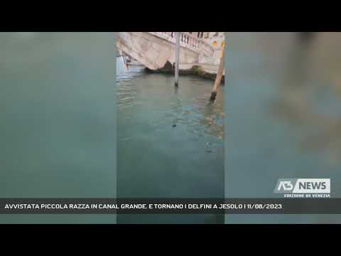 AVVISTATA PICCOLA RAZZA IN CANAL GRANDE. E TORNANO I DELFINI A JESOLO | 11/08/2023