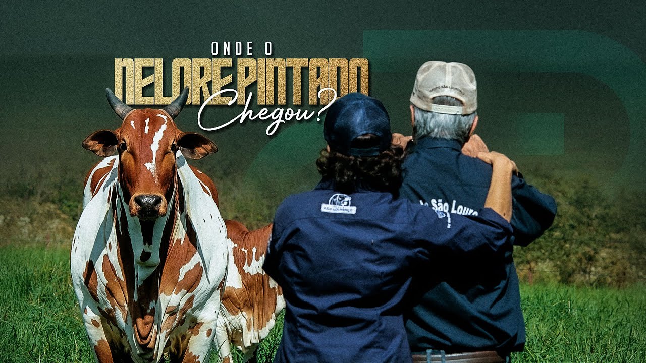 Onde o Nelore Pintado Brasil chegou?