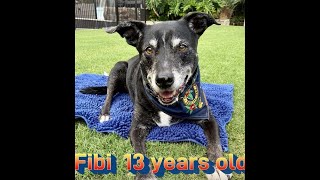 Fibi Advanced Trick Dog (ATD) Title Application - DMWYD