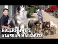 KOLEKSI 4 ANJING TIPE ALASKAN MALAMUTE BERBEDA, KEREN BANGET !!!