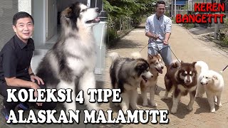 KOLEKSI 4 ANJING TIPE ALASKAN MALAMUTE BERBEDA, KEREN BANGET !!!